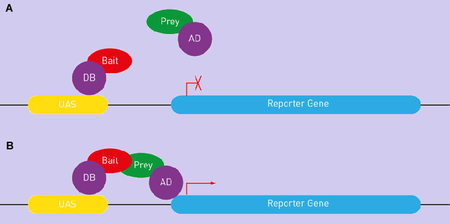 Yeast Two-hybrid cDNA Library Construction Service